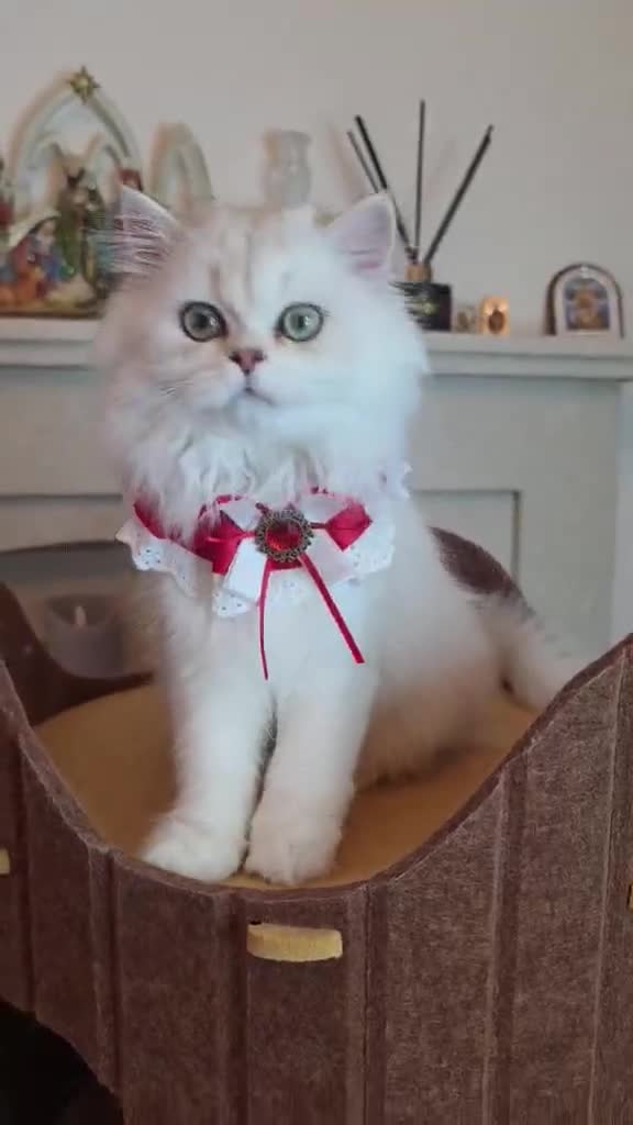 British Longhair cats for sale: British Longhair WCF Champion Kittens ⭐  - Video 5
