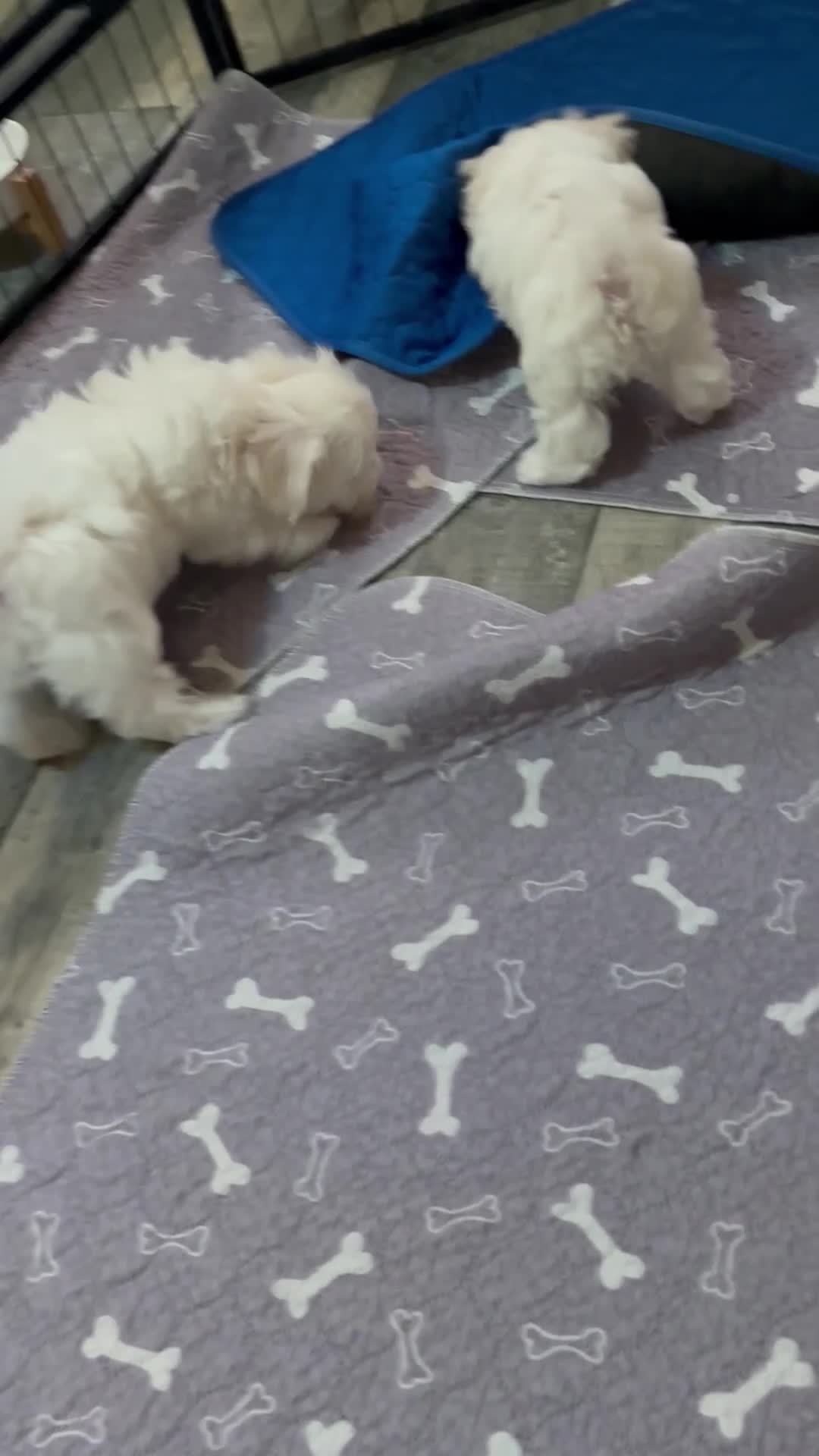 Maltese dogs for sale: Kc Maltese boys 💙💙 - Video 4