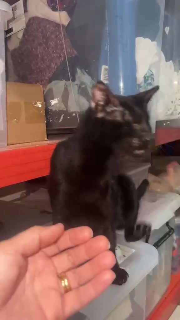 Arabian Mau cats for adoption: Granny  - Video 1