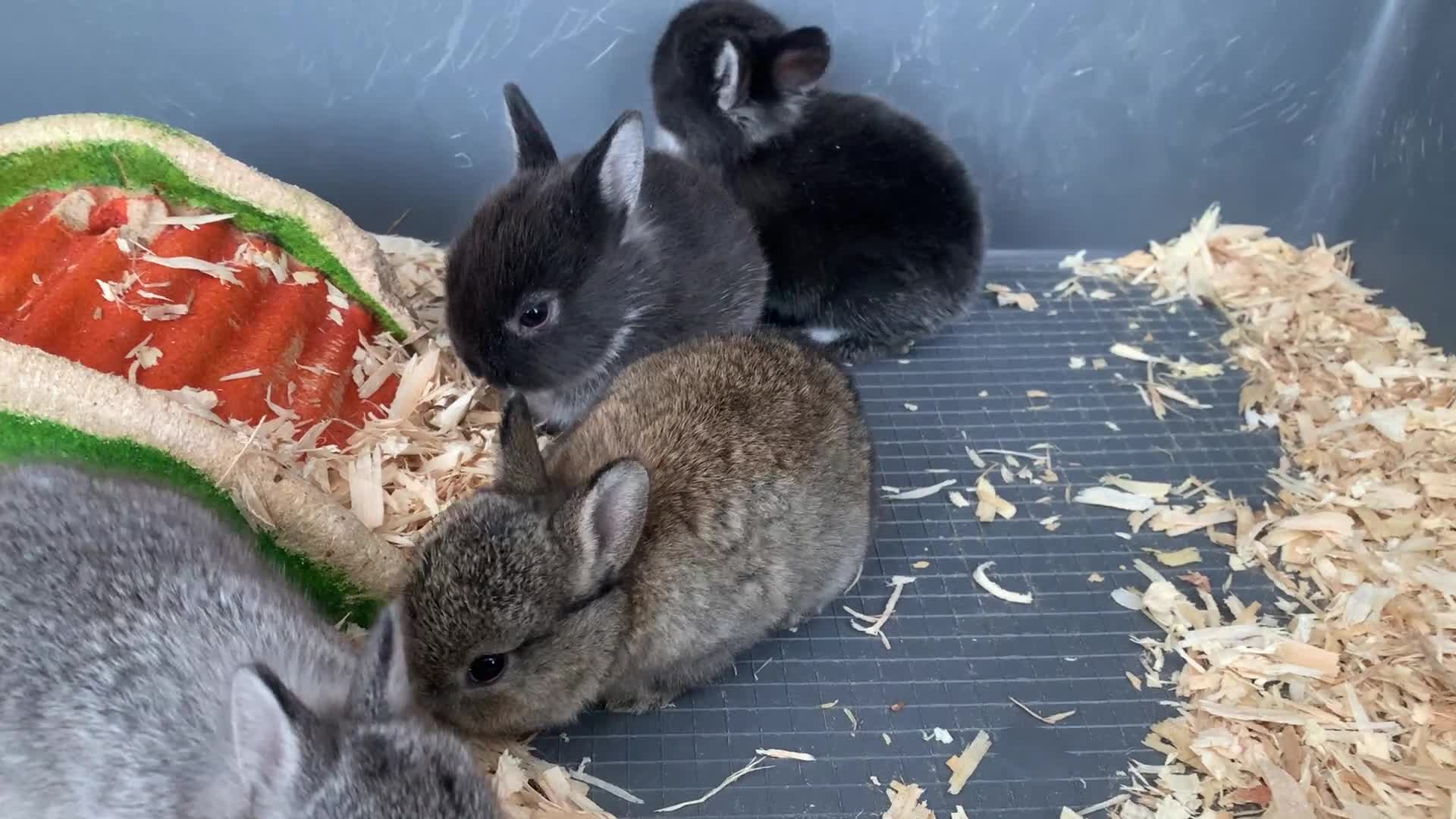 Netherland Dwarf rabbits for sale: Gorgeous Netherland Dwarf Rabbits - Ready in Sept - Video 2