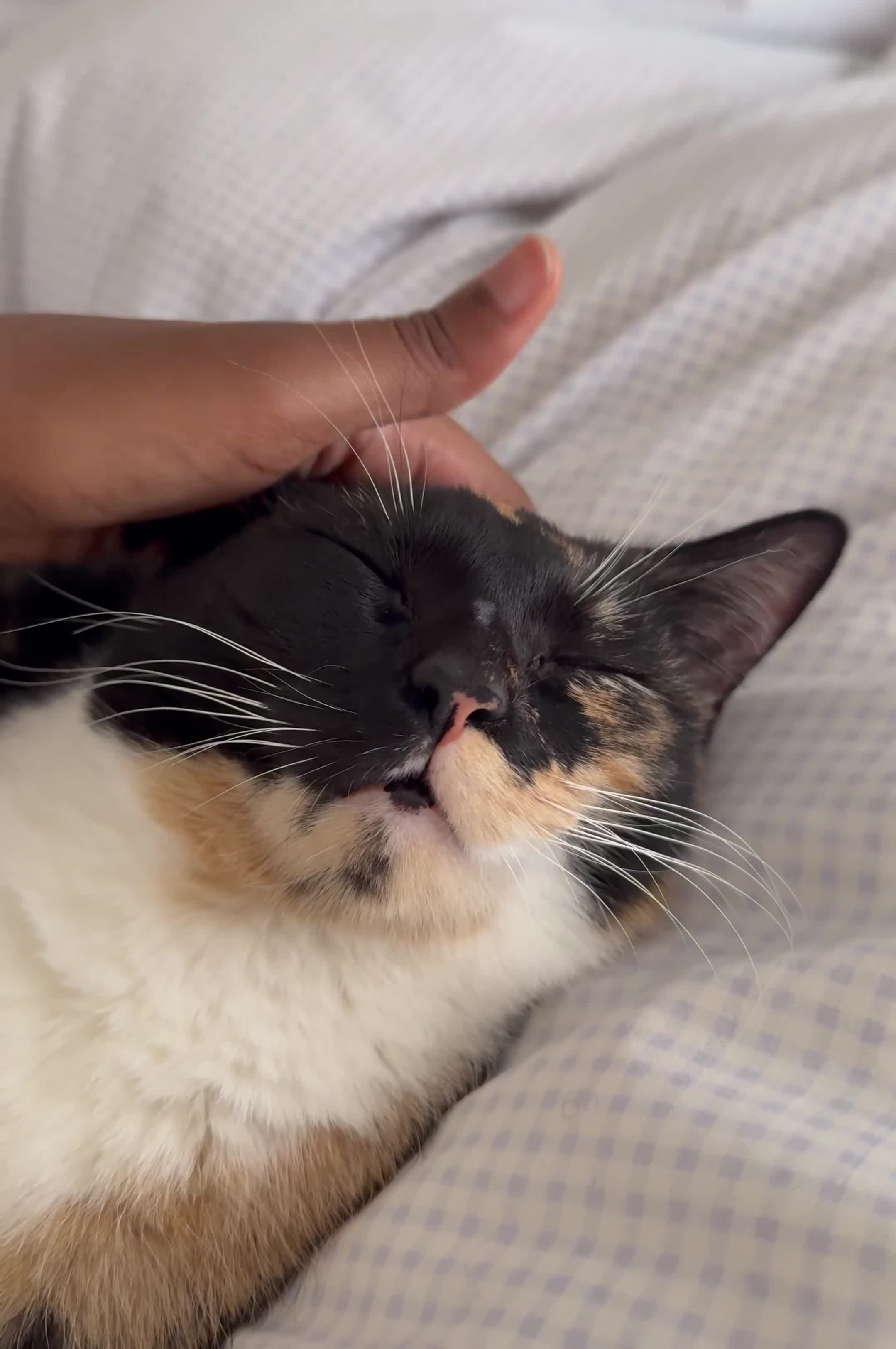 Mixed Breed cats for sale: 💛 Nova - Sweet tortie looking for a loving home - Video 1