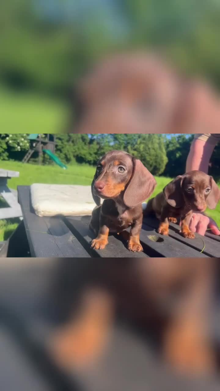 Miniature Dachshund dogs for sale: Reduced price -Mini Dachshund Puppies  Chocolate - Video 1