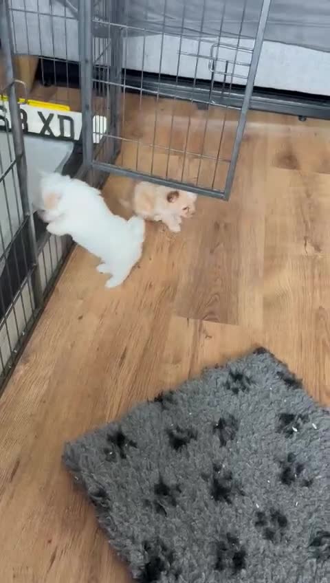Chipoo dogs for sale: Chipoo Girls 💗 - Video 1