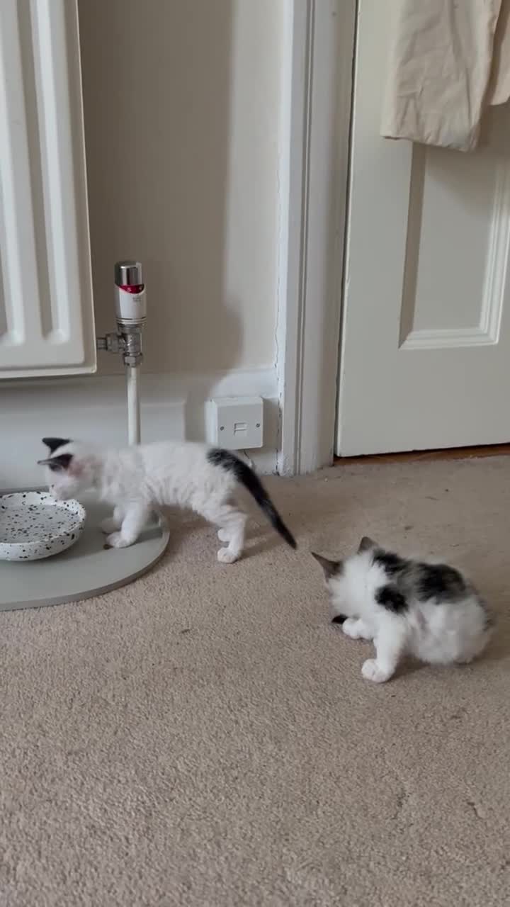 Mixed Breed cats for sale: Seven Tiny Adventures Waiting for Their Families - Video 4