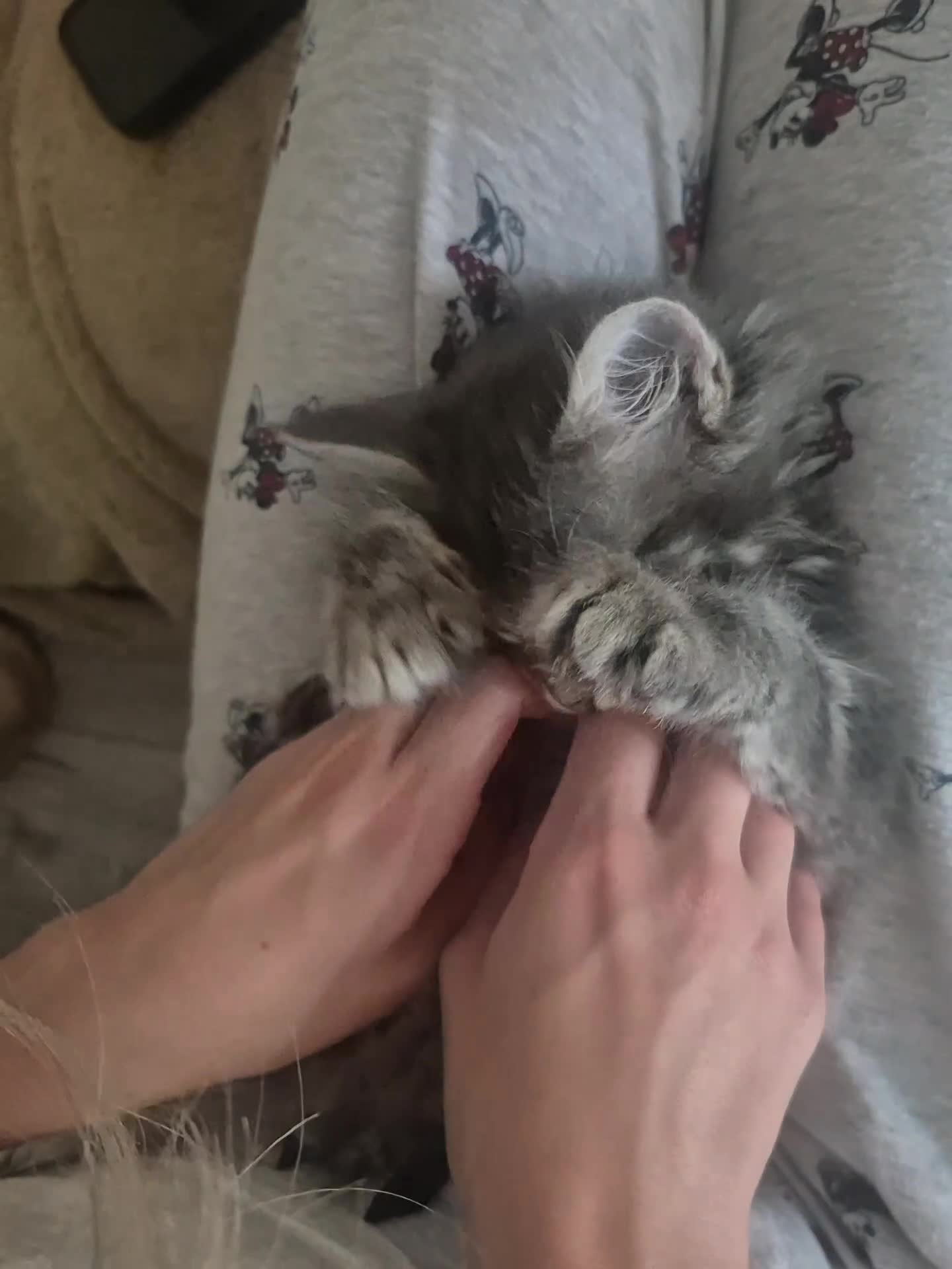 Maine Coon cats for sale:  Final 2 Majestic Maine coons - Video 1