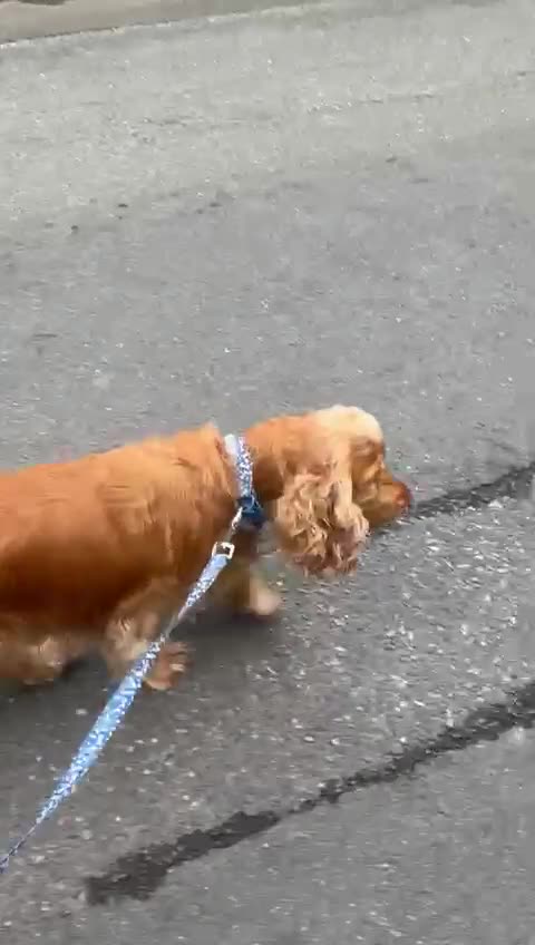 Cocker Spaniel dogs for sale: KC reg show cocker spaniels  - Video 4