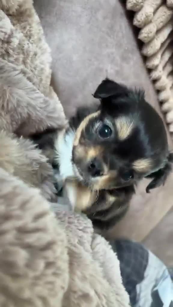 Chihuahua dogs for sale: Stunning chihuahua pups for sale  - Video 1