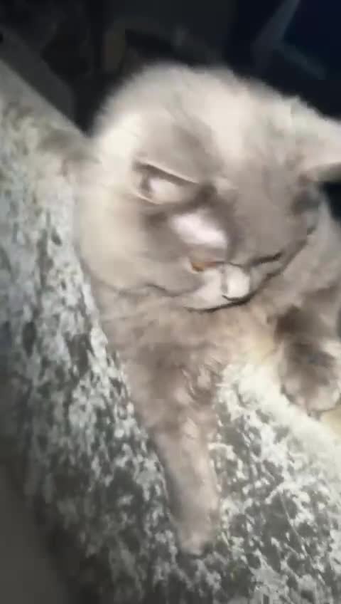 British Longhair cats for stud: British Longhair  in Holywell - Video 1