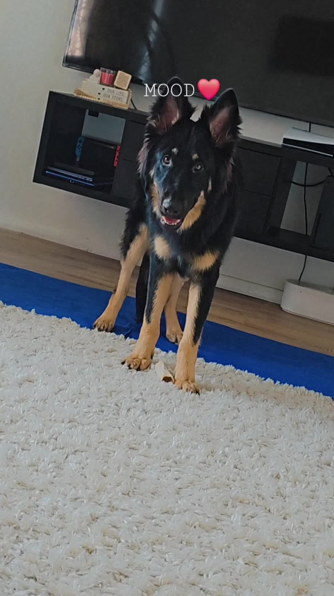 German Shepherd dogs for stud: German shepherd for STUD - Video 1