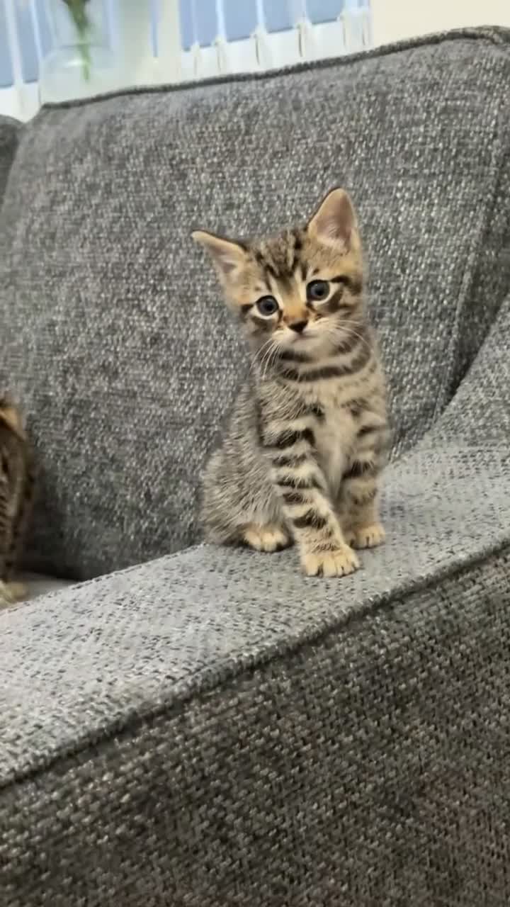 Mixed Breed cats for sale: Male kitten  - Video 1