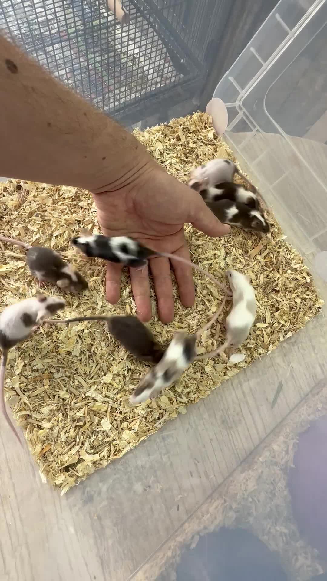 Mouse rodents for sale: Friendly Fancy Mice - Males UPDATED 3/8/26 - Video 2