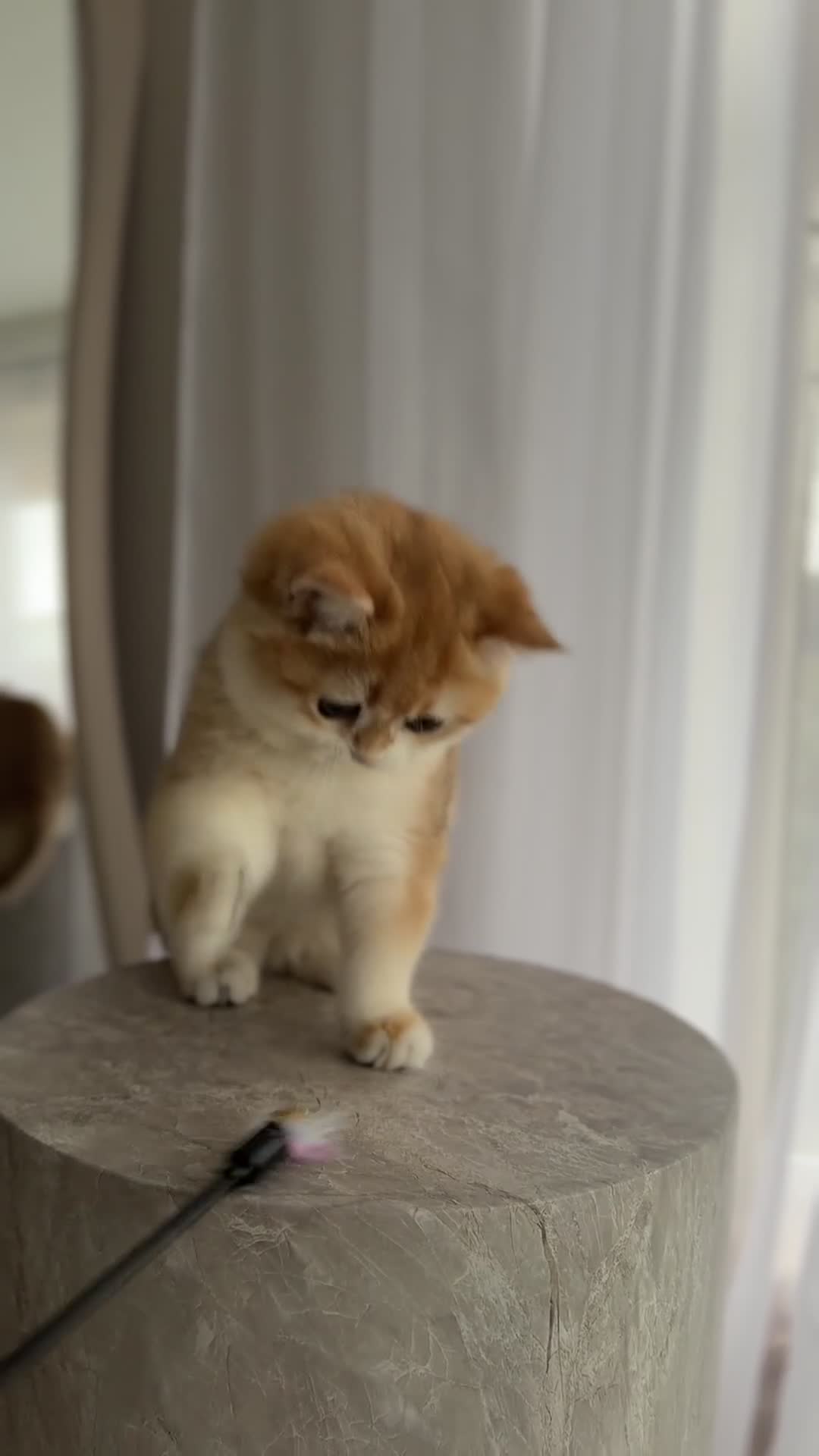 British Shorthair cats for sale: British Shorthair Golden boy - Video 1