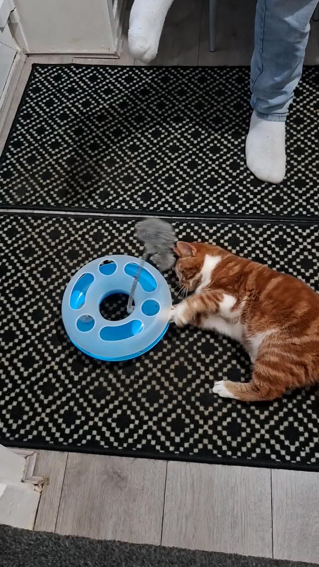 Domestic Shorthair cats for sale: Simba  - Video 1