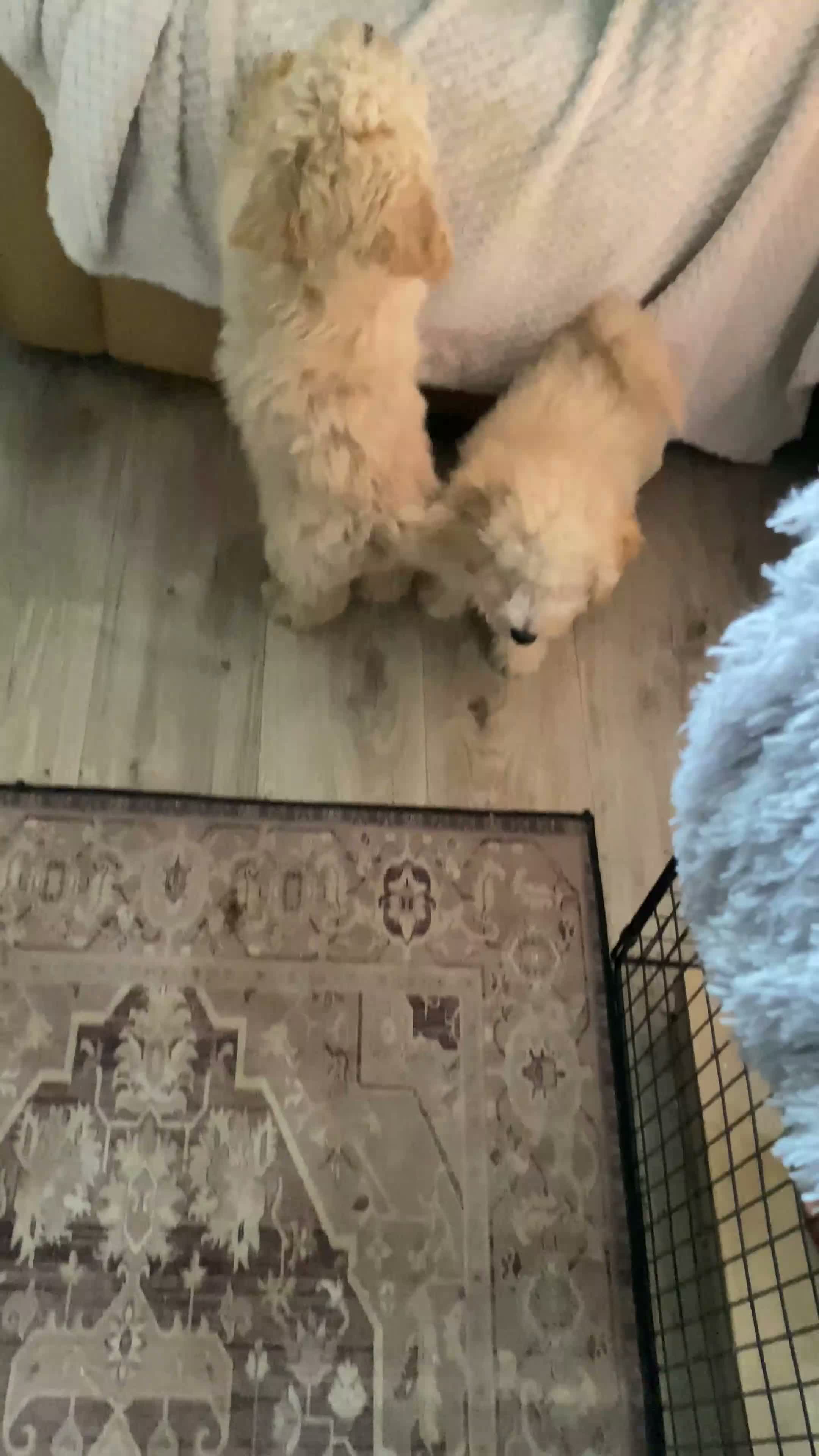 Poochon dogs for sale: Ready now,Beautiful poochon puppies - Video 1