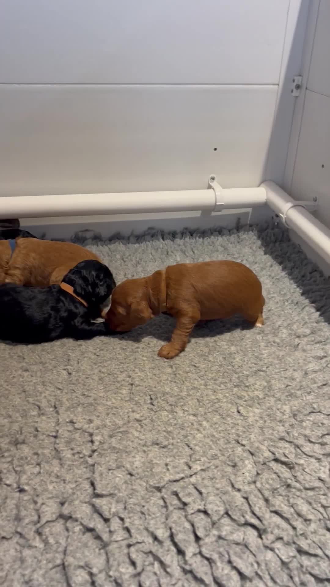 Cockapoo dogs for sale: Gorgeous F1 cockapoos🥰🥰 - Video 1