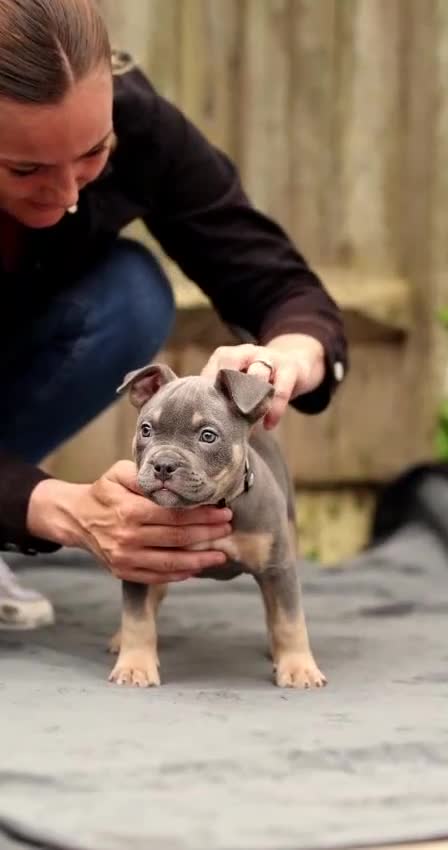 American Bully dogs for sale: American Bully Puppies - Video 1