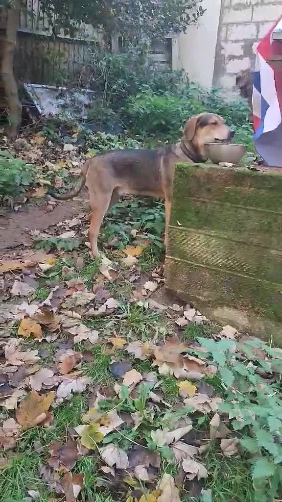 Mixed Breed dogs for adoption: Hound mix sweet Archie for adoption  - Video 1