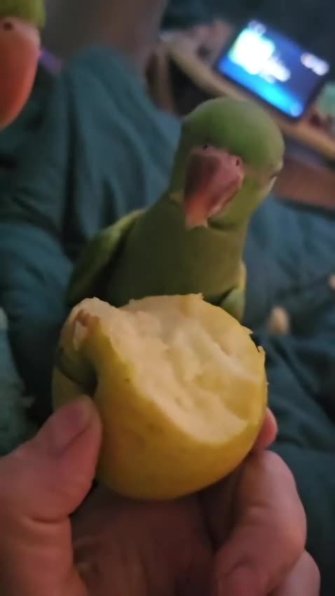 Ringnecks birds for sale: Male baby ring neck  in Tredegar - Video 1