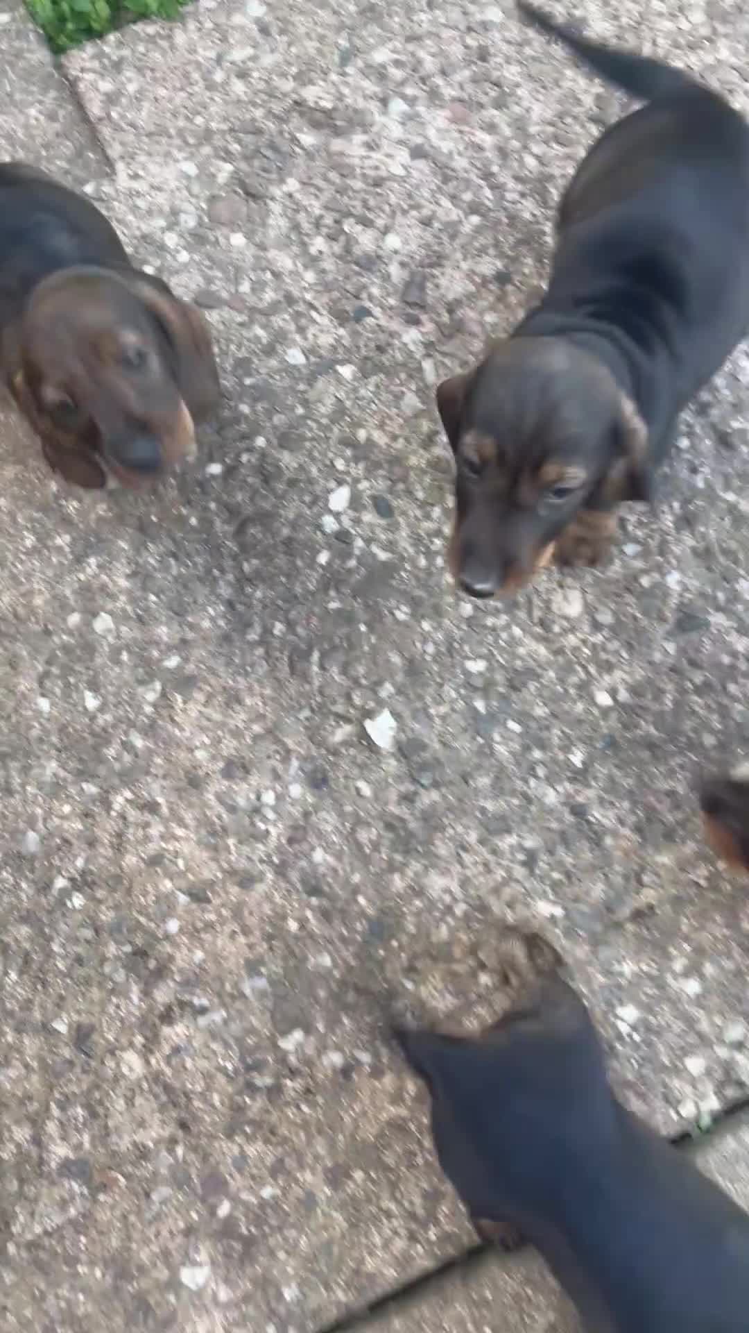 Dachshund dogs for sale: KC standard wire haired dachshund puppies (teckel) in Tiverton - Video 5