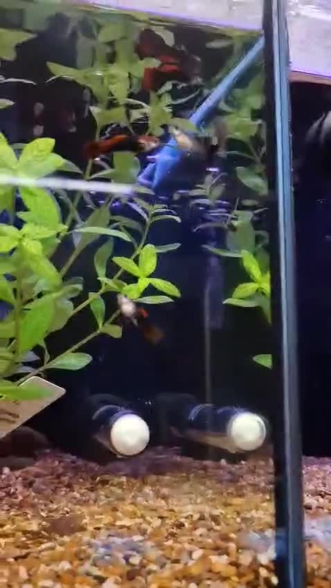 Other/Mixed Breed fish for sale: Mixture of all different types of fish i have. - Video 1