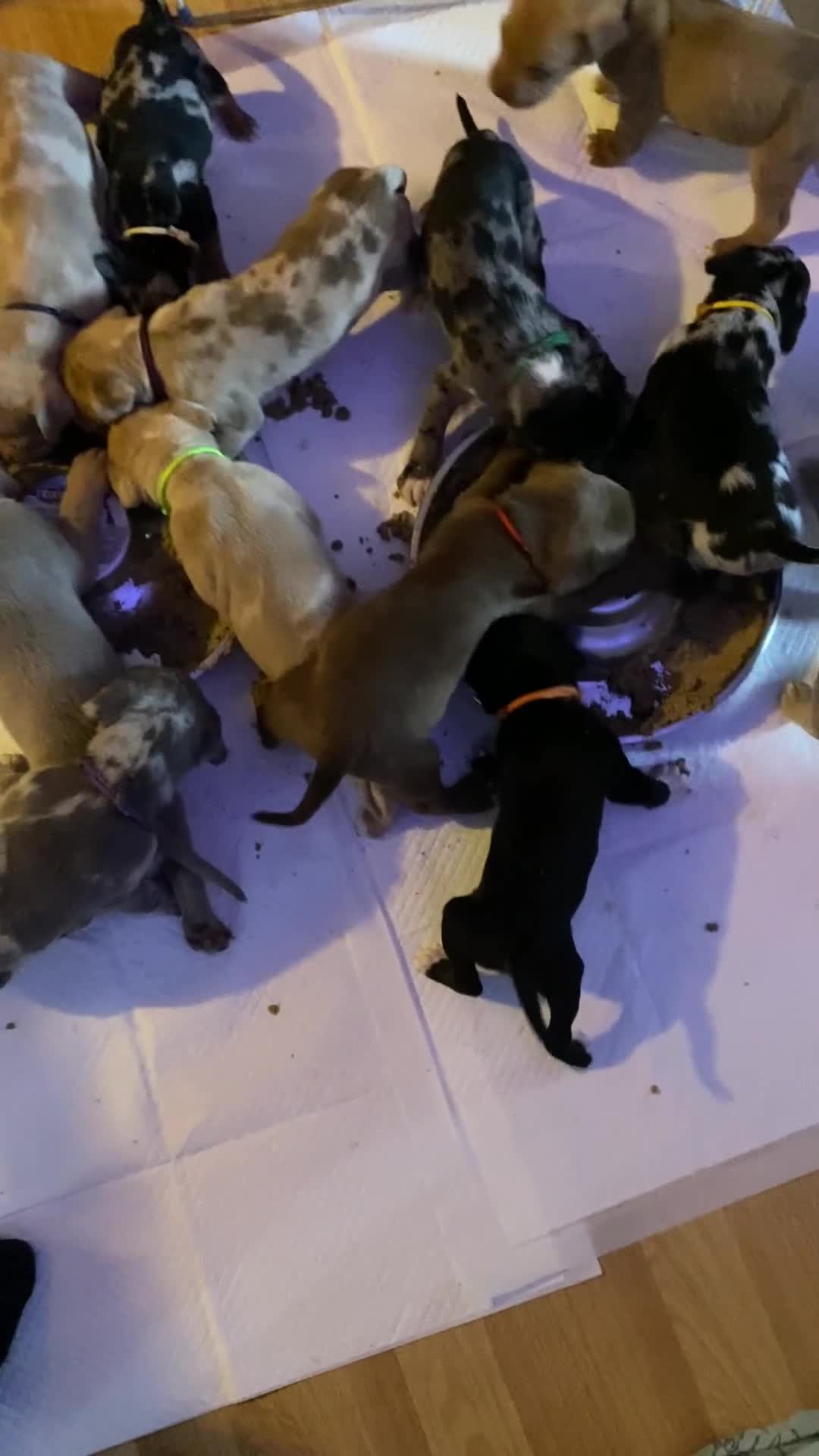 Mixed Breed dogs for sale: Cane corso x  - Video 1