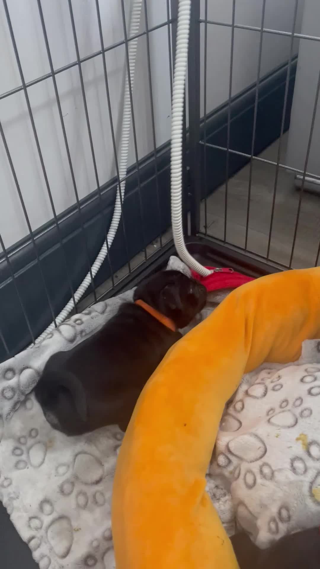 Pug dogs for sale: Six Happy & Healthy KC Pedigree Pugs - Video 2