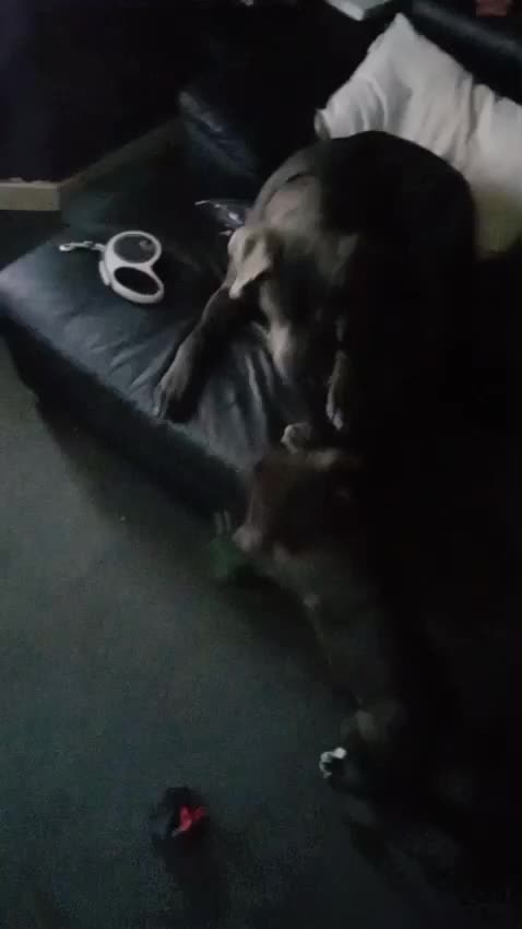 Mixed Breed dogs for sale: Caucasian shepherd cross puppies in Widnes - Video 1