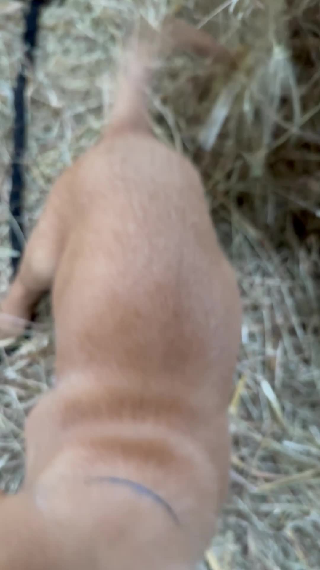 Labrador Retriever dogs for sale: Stunning Fox Red Labrador Puppies - Video 4