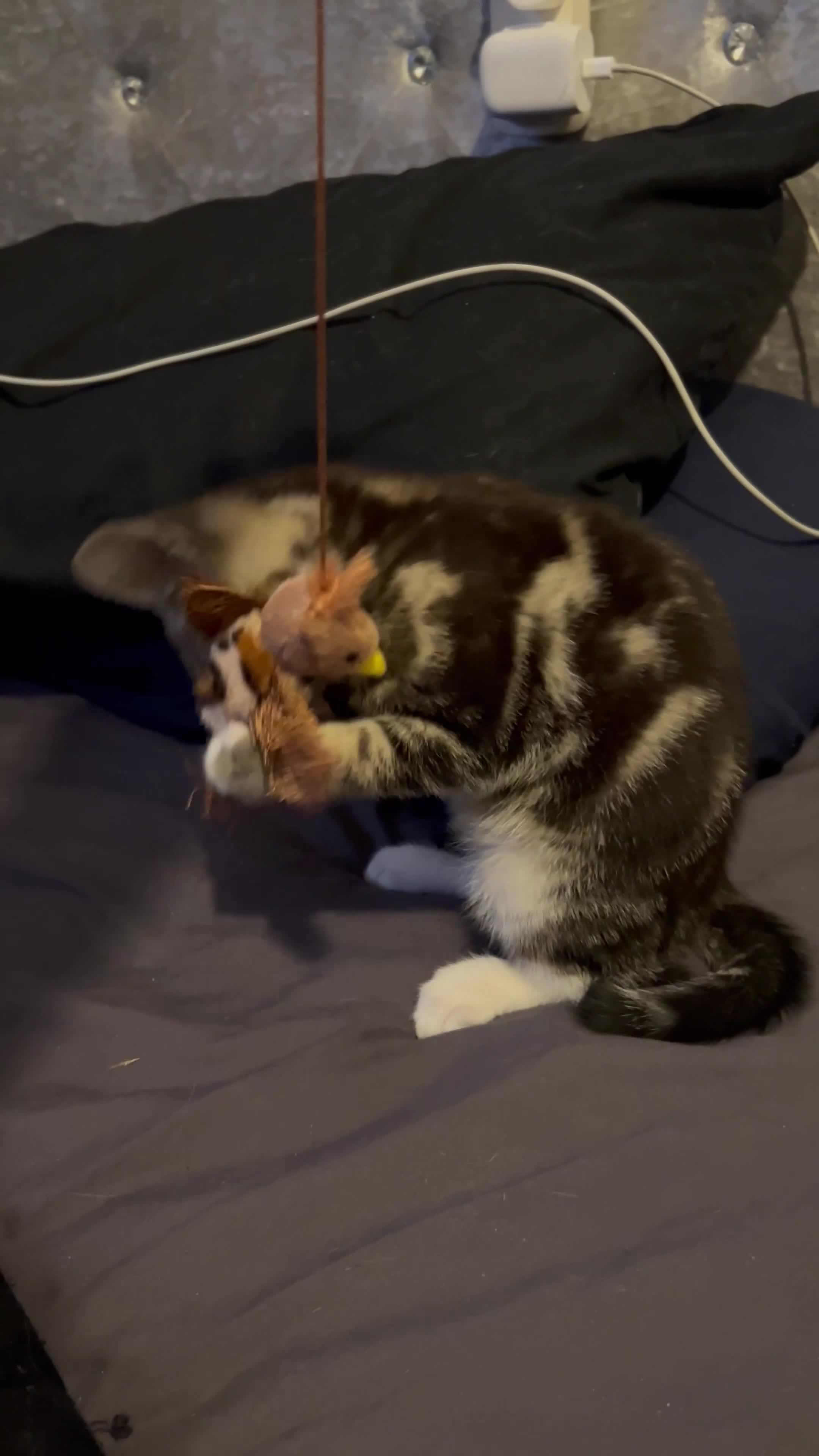 Mixed Breed cats for sale: STUNNING ABYSSINIAN X TAB URGENTLY NEEDING HOME🚨 - Video 1