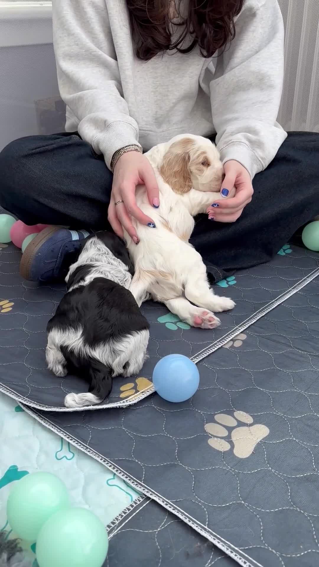 Cocker Spaniel dogs for sale: Litter of quality show Cocker spaniel puppies - Video 1