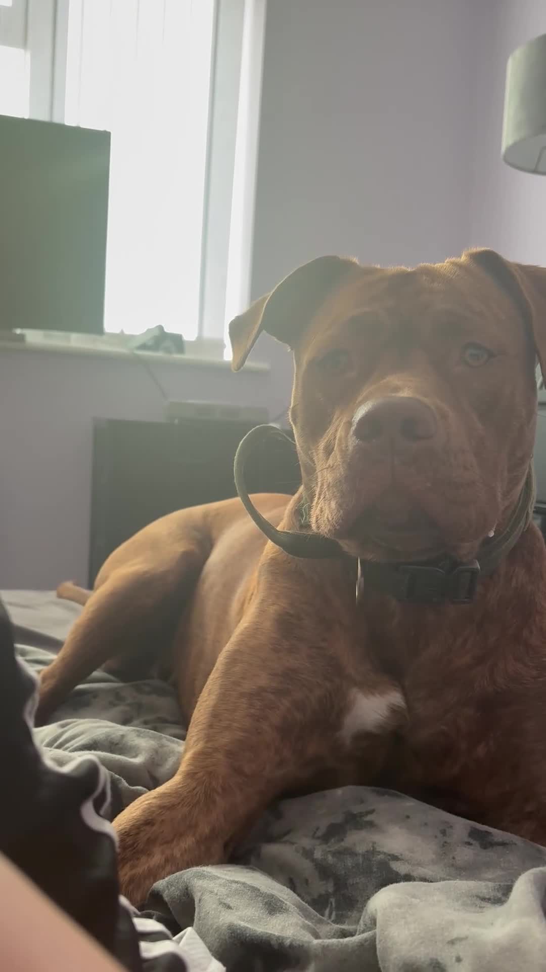 Mixed Breed dogs for sale: Asoka - Free to GOOD home.  - Video 1