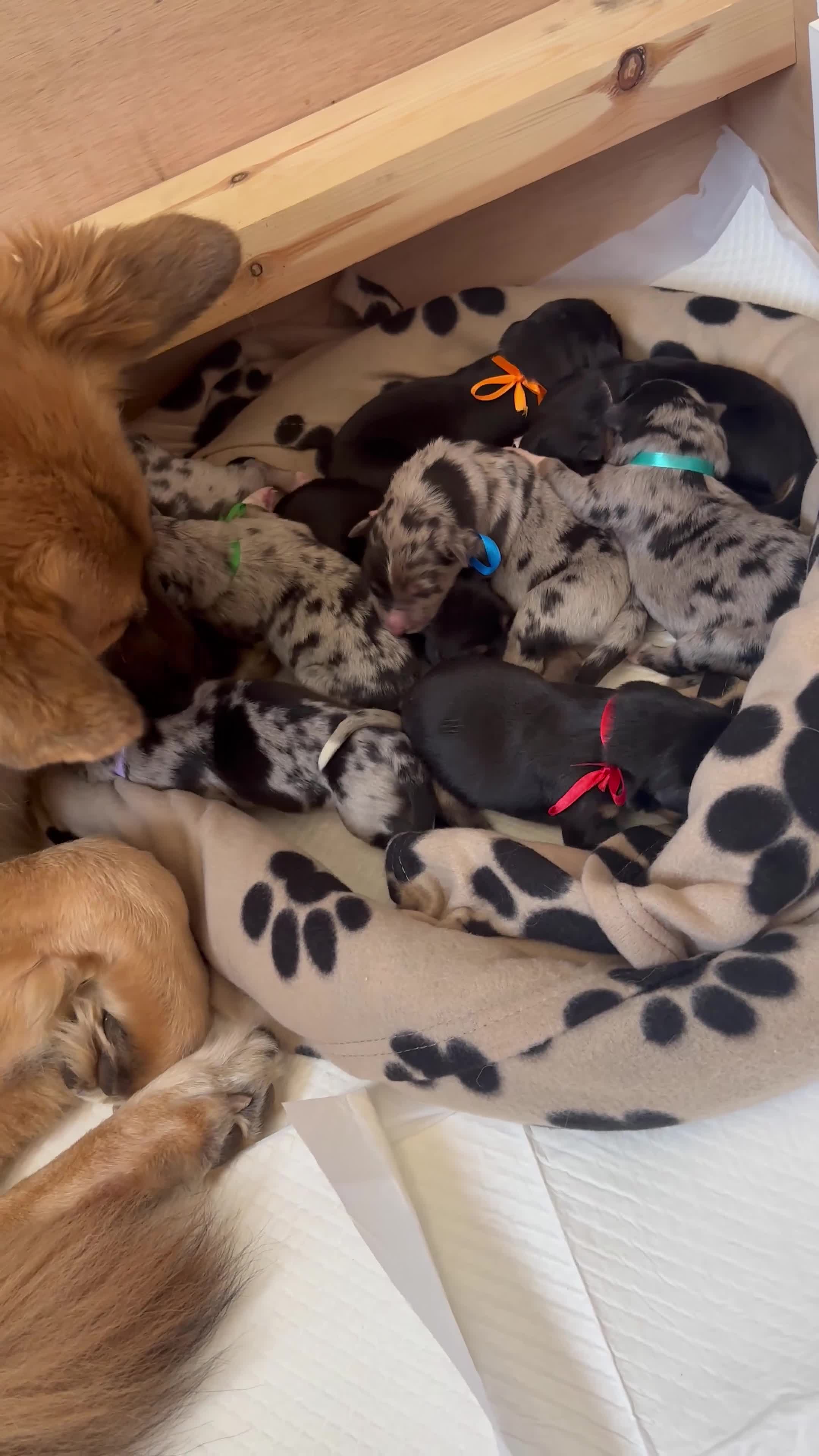 Mixed Breed dogs for sale: 9 beautiful Shollie puppies from family dogs - Video 1