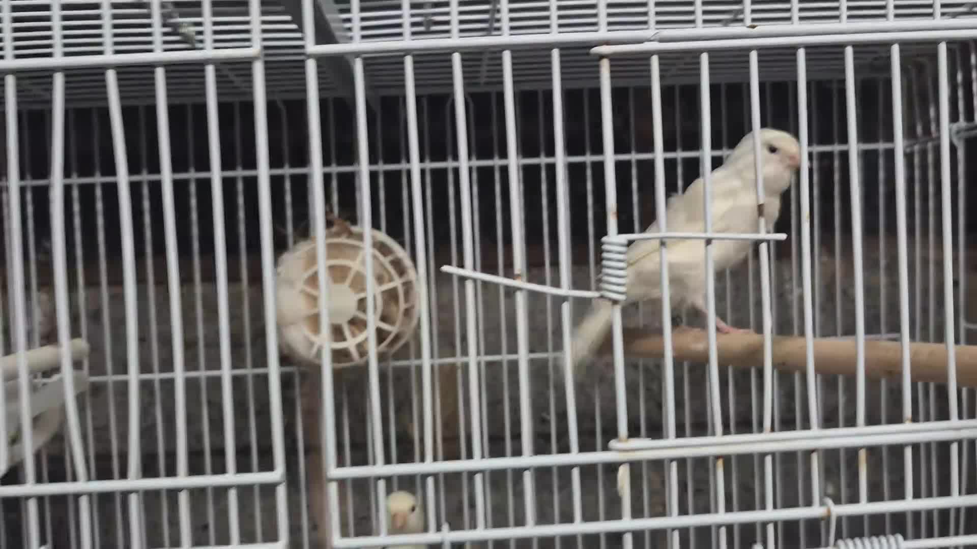Mixed Breed birds for sale: Mix bird - Video 1