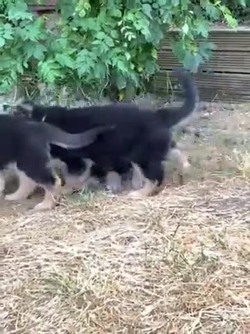 German Shepherd dogs for sale: Quality Straight Backed German Shepherd Puppies - Video 2