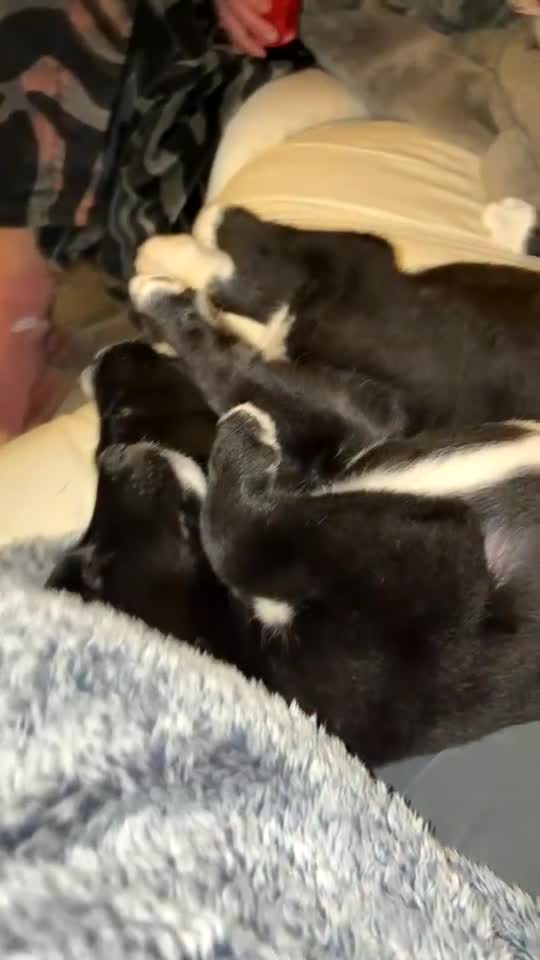 Mixed Breed dogs for sale: 3 beautiful puppies sale. 2 girls and 1 boy.  - Video 1