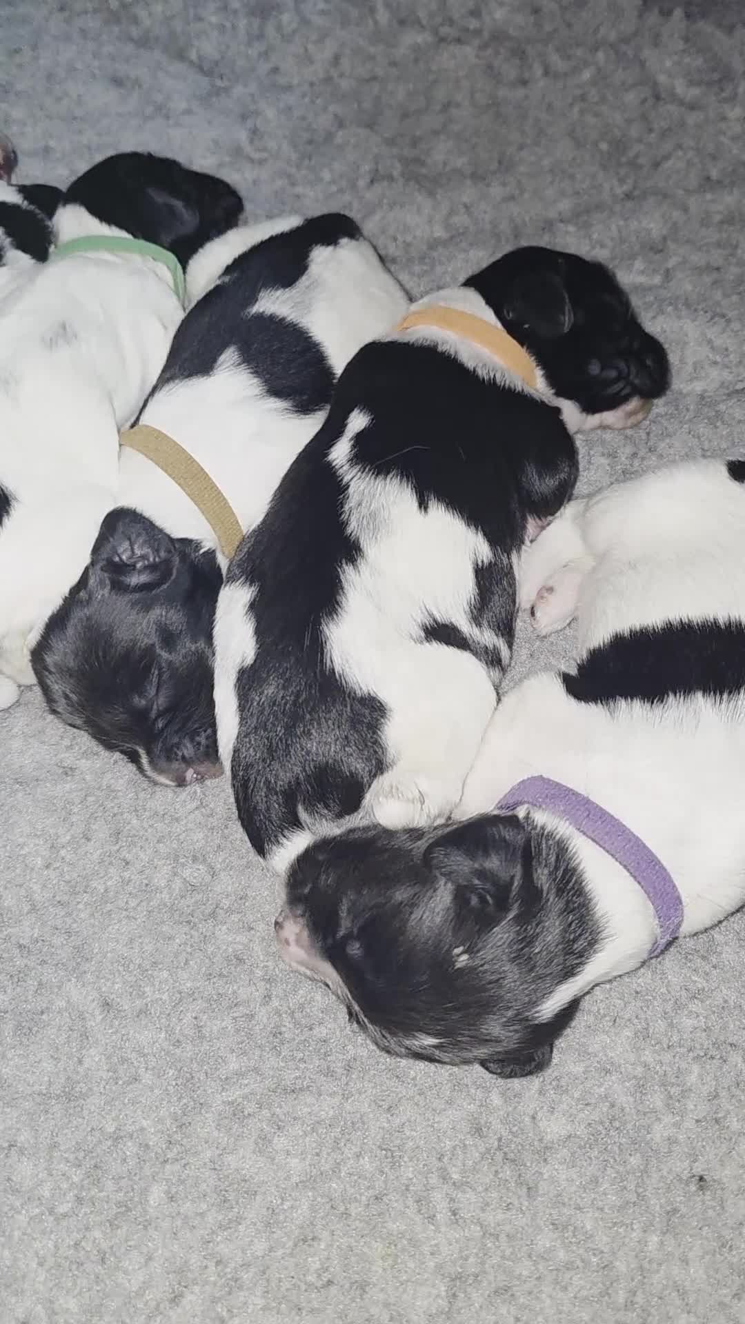 English Springer Spaniel dogs for sale: English Springer Spaniel Pups  - Video 1