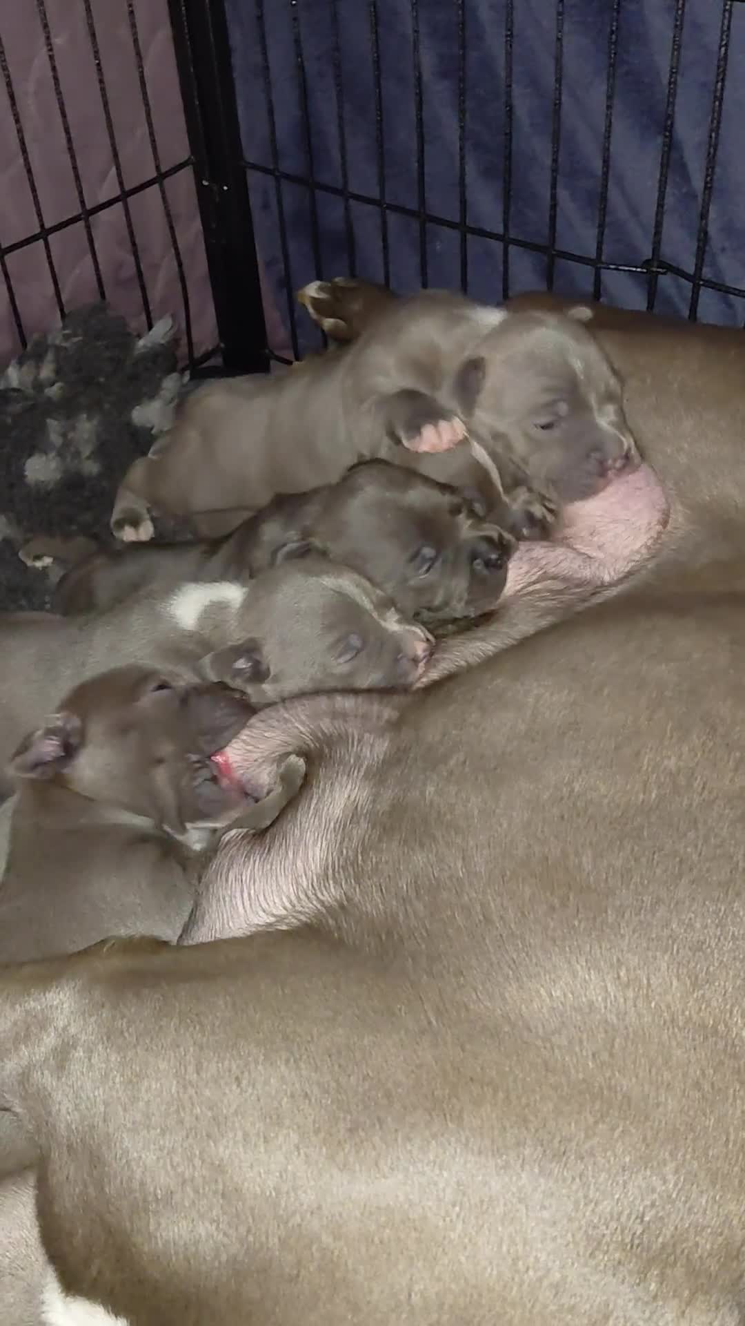 Staffordshire Bull Terrier dogs for sale: Pedigree Blue Staffordshire Bull Terrier Puppies  - Video 1