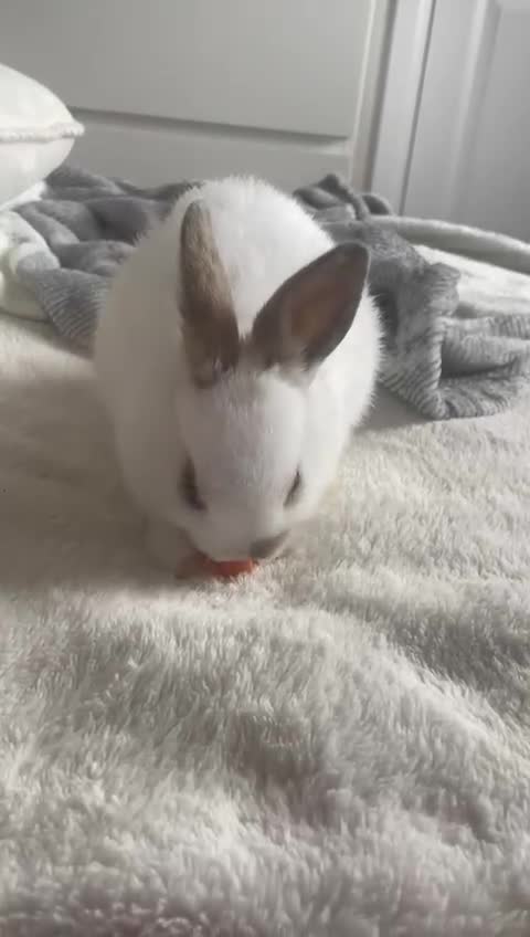 Netherland Dwarf rabbits for sale: Netherland Dwarf looking for amazing home - Video 1