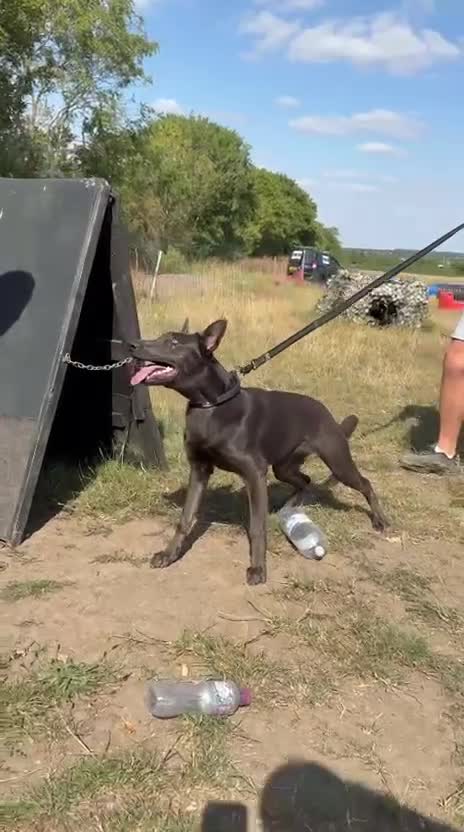 Belgian Shepherd Dog dogs for sale: Blue Dutch Herder - Video 1