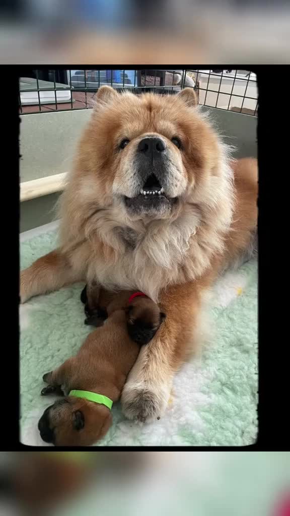 Chow Chow dogs for sale: OUTSTANDING CHOW CHOW PUPS - Video 1