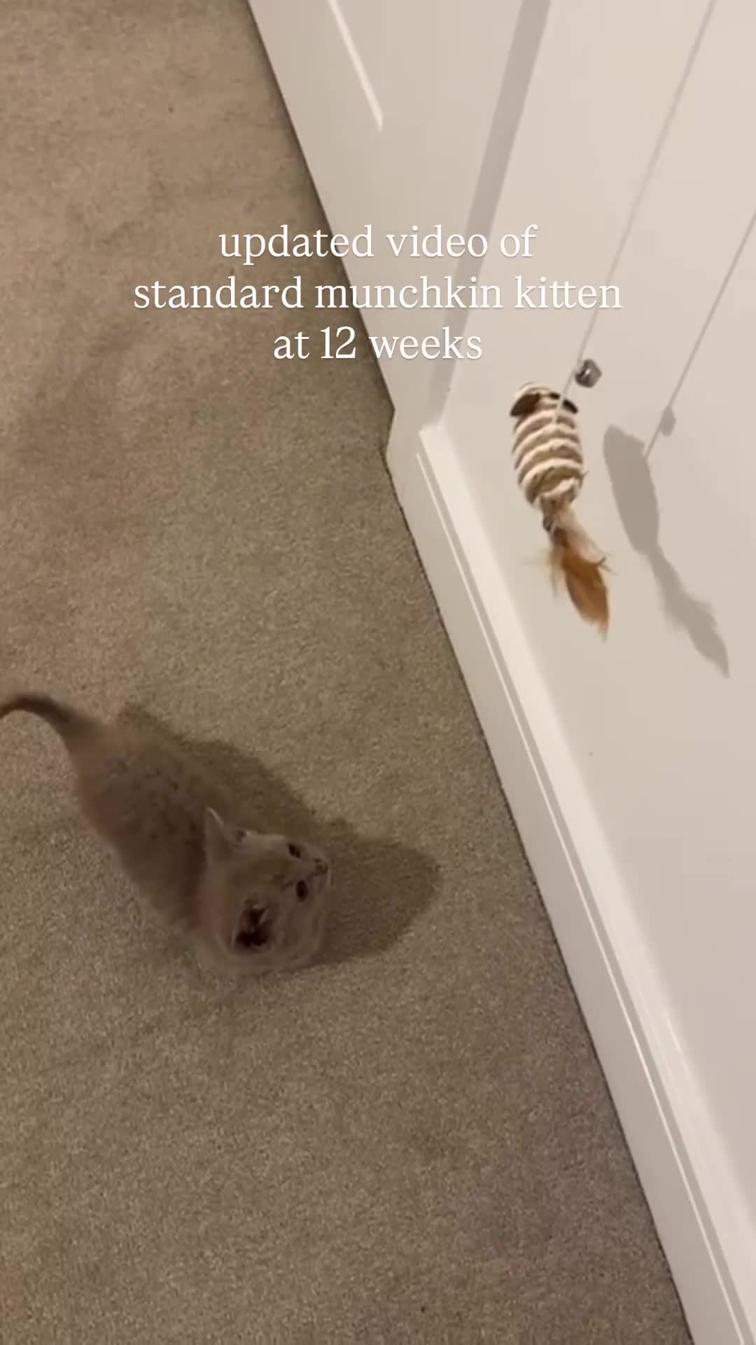 Munchkin cats for sale: 💎 RARE LILAC MUNCHKIN 💎 - Video 4