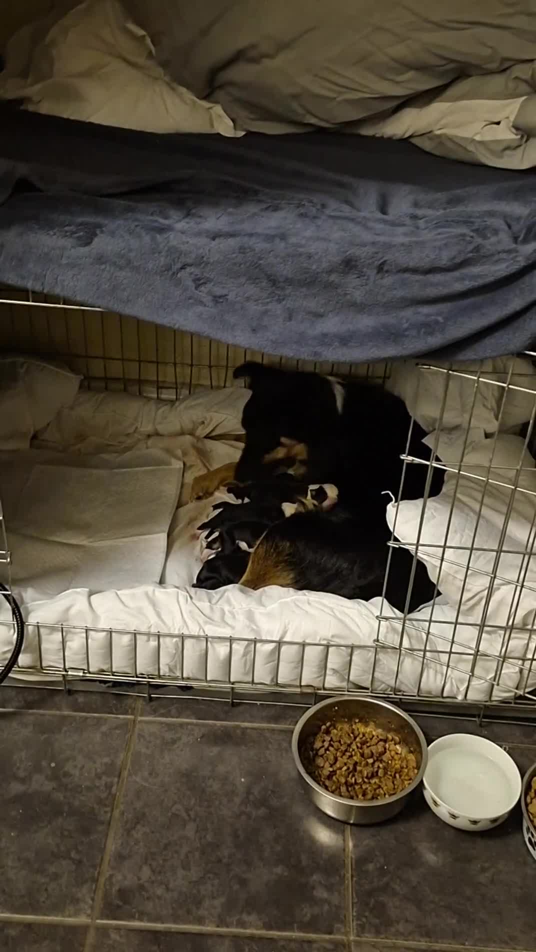 Mixed Breed dogs for sale: Collie x Kelpie Puppies ready to go 28th December  - Video 1