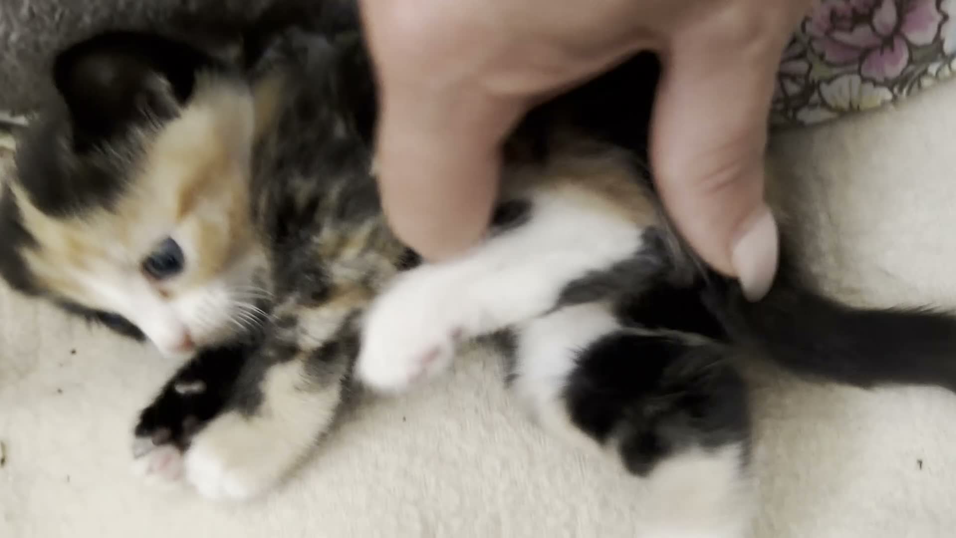 Siamese cats for sale: Siamese Mum Ragdoll±Bengal Dad Blue eyed kittens - Video 1