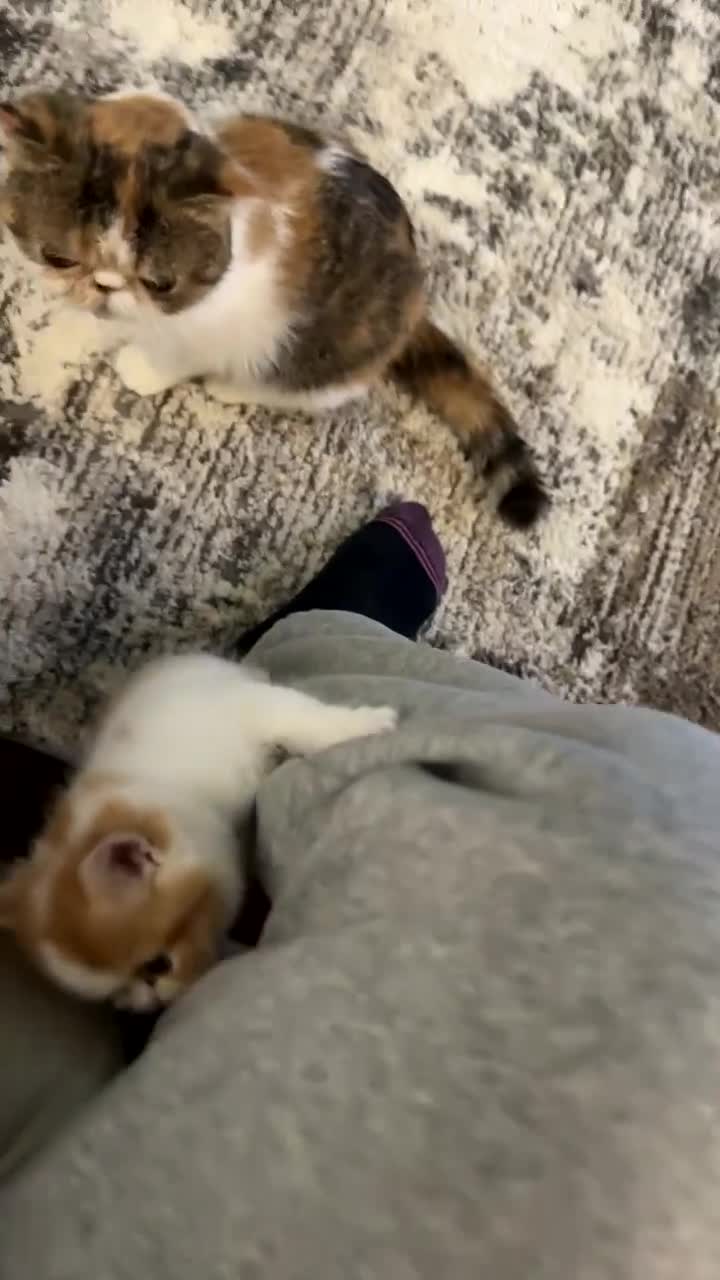 Exotic cats for sale: Cute male exotic shorthair kitten - Video 1