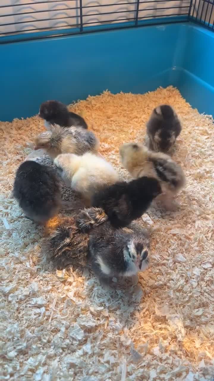 Chickens poultry for sale: Range of hens for sale  - Video 1