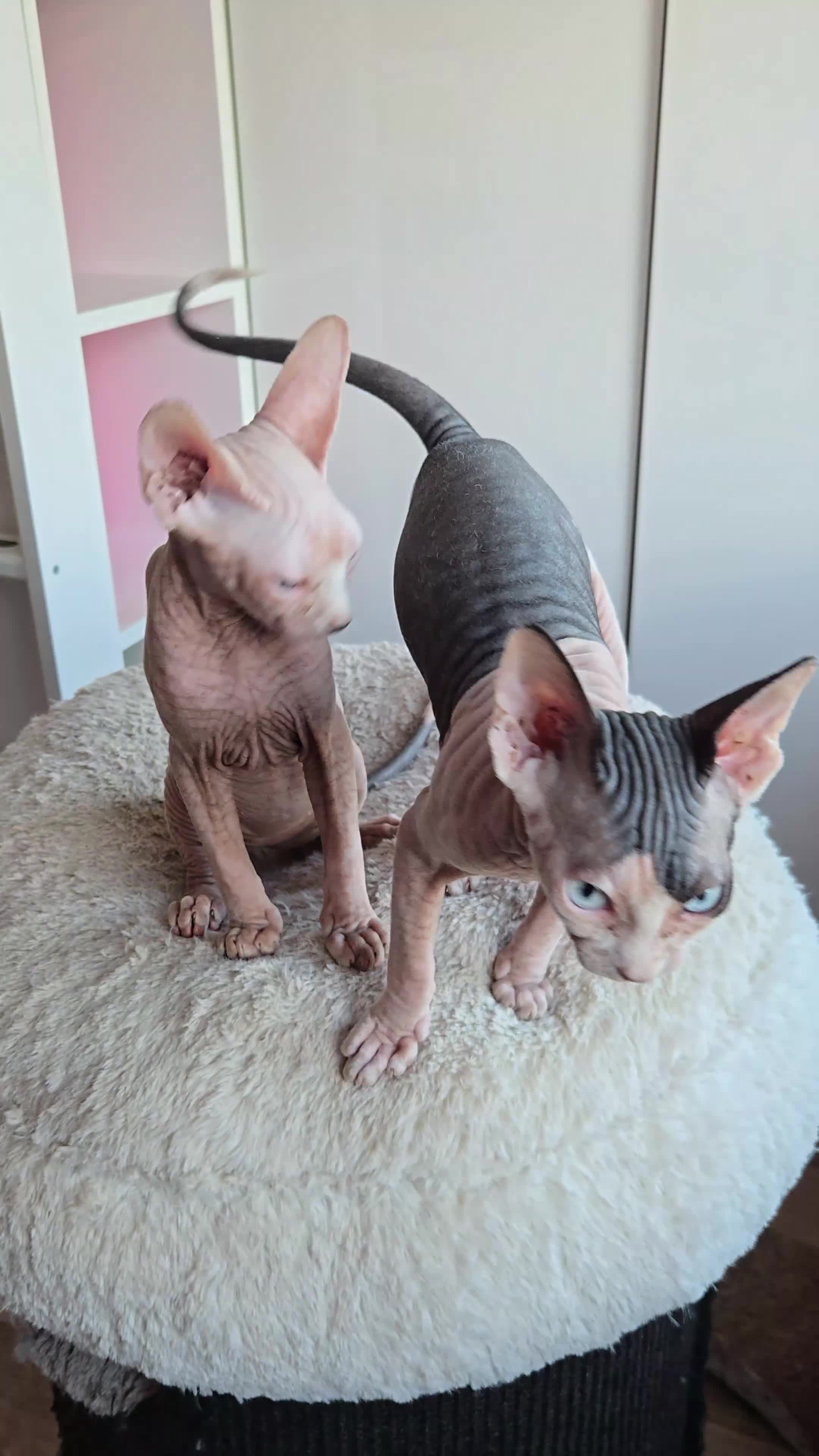 Sphynx cats for sale: Rare Blue-Eyed Sphynx Kitten TICA & GCCF  - Video 1