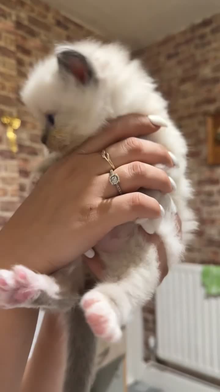 Ragdoll cats for sale: Beautiful ragdoll kittens for sale 💙 - Video 1