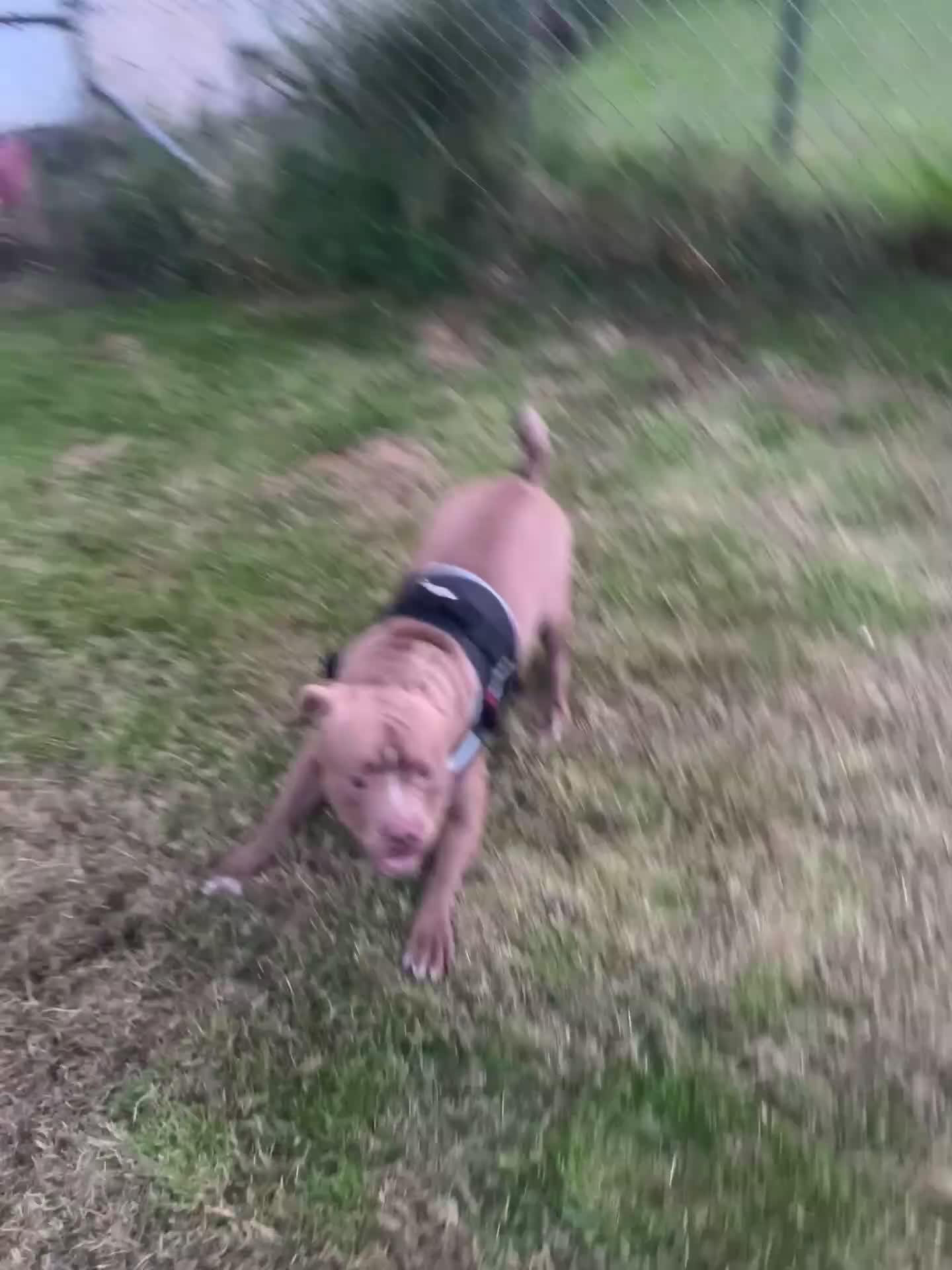 Mixed Breed dogs for sale: Rocco - Video 2