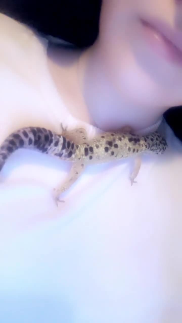 Leopard Gecko reptiles for sale: Leopard Gecko + enclosure  - Video 4