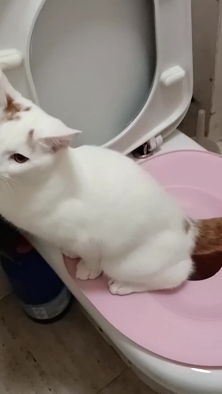 Turkish Van cats for sale: Turkish van male kitten  - Video 2